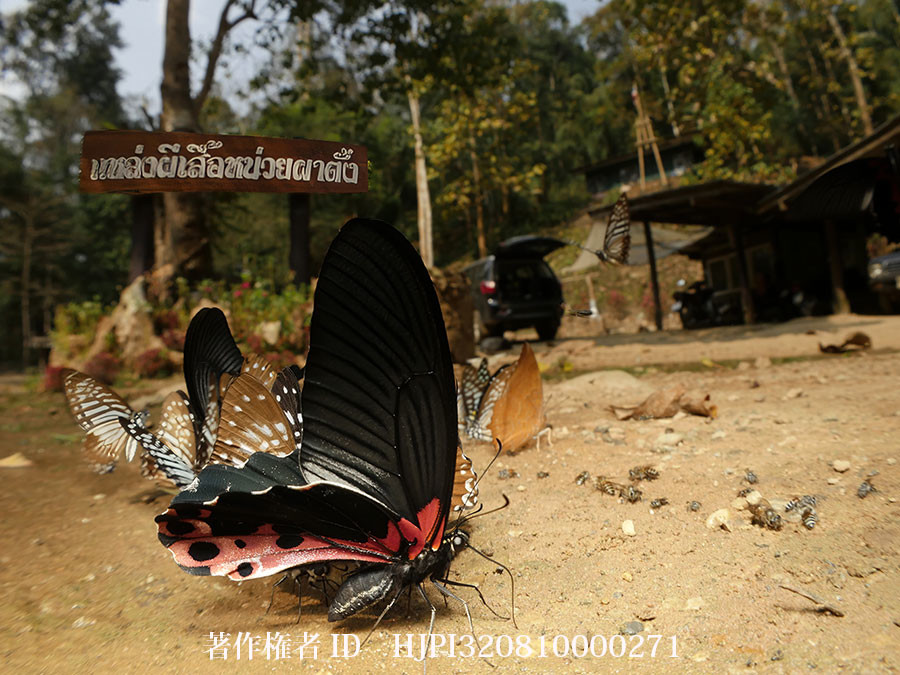 チェンダオ国立公園のチョウ