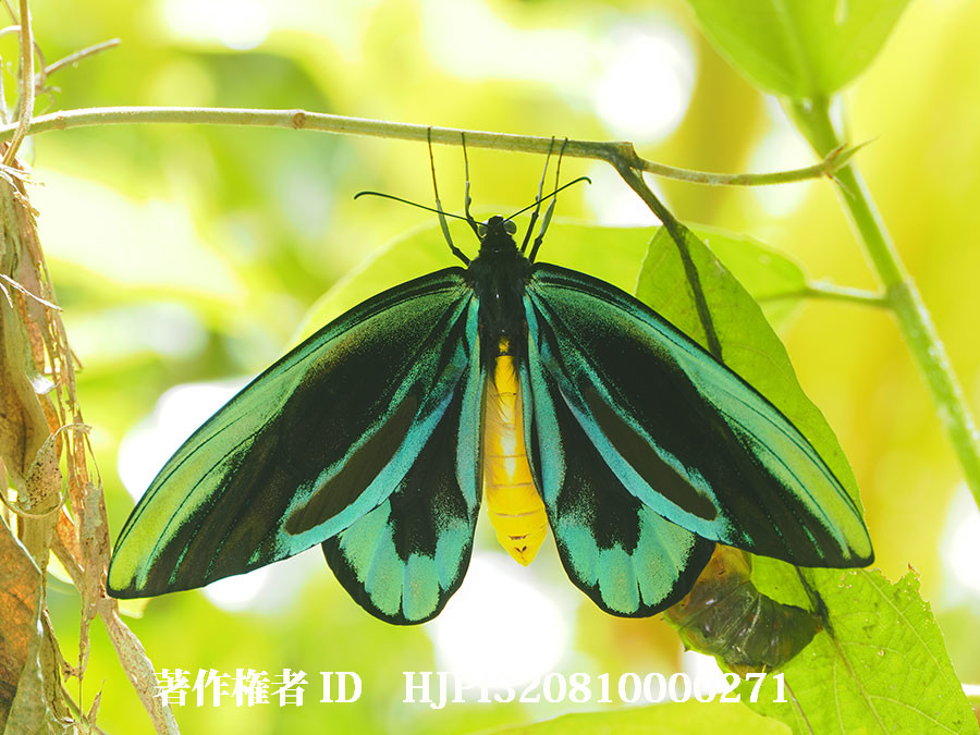 世界最大のチョウ。アレキサンドラトリバネアゲハのオス（4月の写真展で展示した写真50）