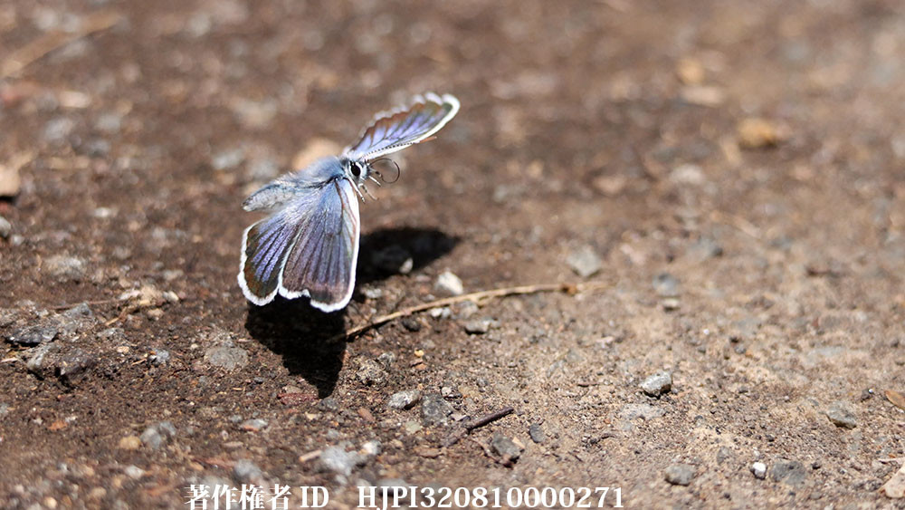 8K動画から切り出したヒメシジミの飛翔