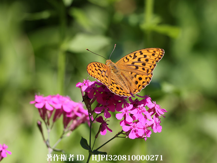 庭のウラギンヒョウモン