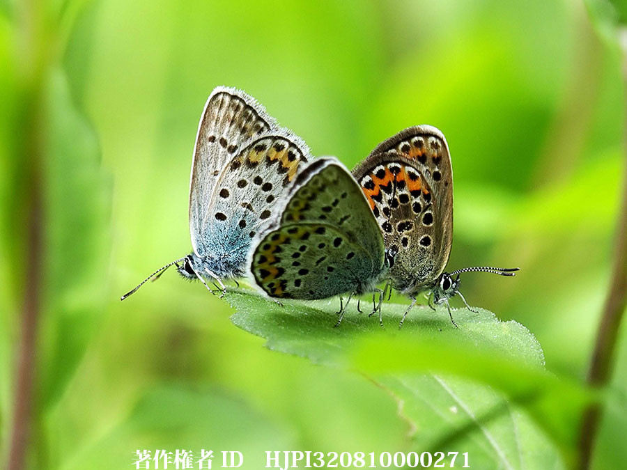 ヒメシジミの交尾