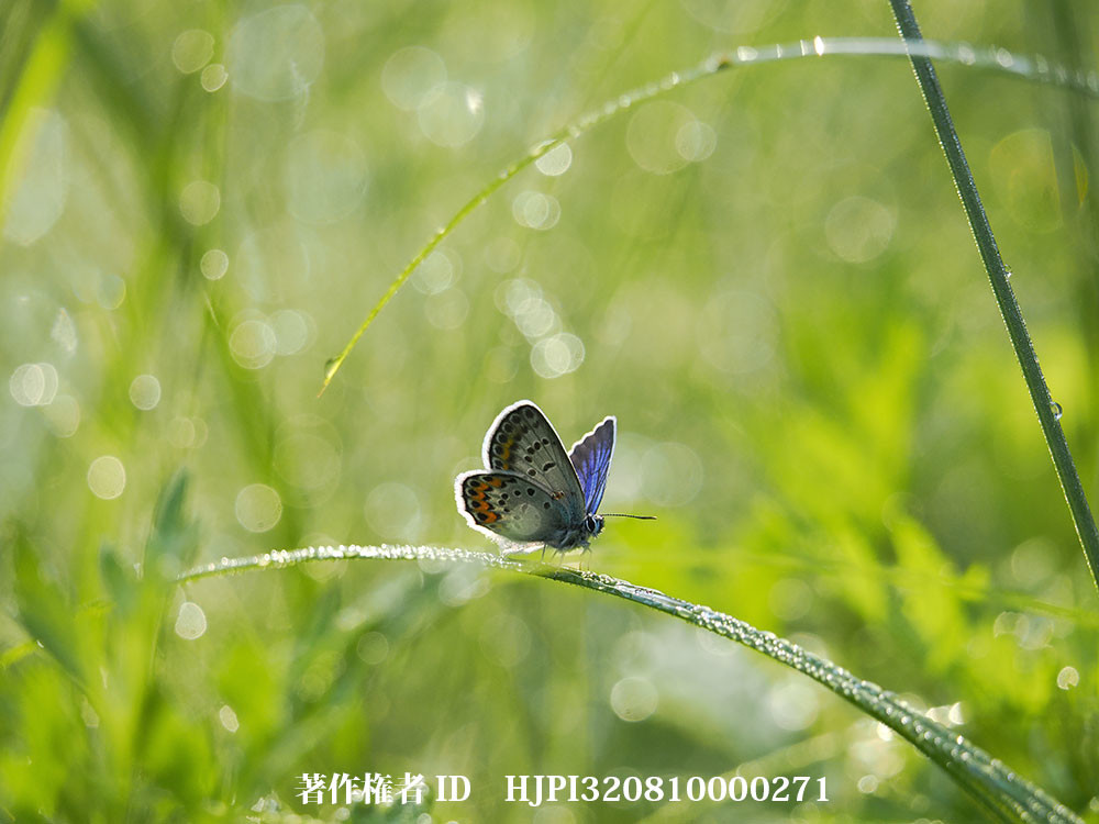 早朝のヒメシジミ