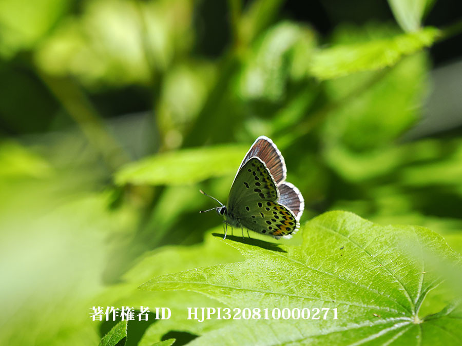 アサマシジミは危機的状況