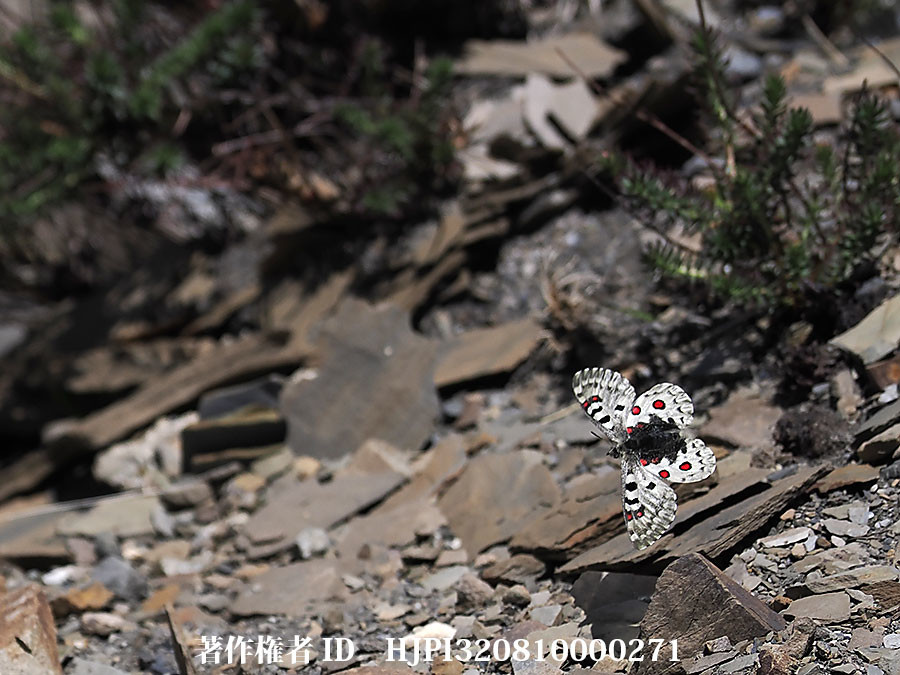 オオアカボシウスバシロチョウだと思ったけれど
