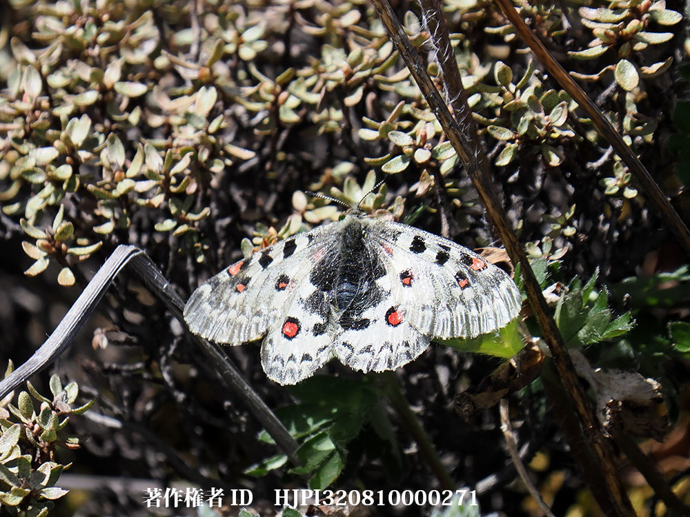 テンジクウスバシロチョウ Parunasius epaphus