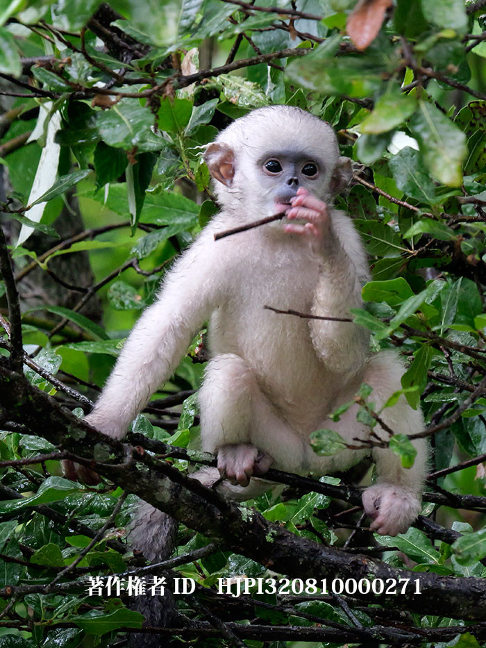 孫悟空のモデルと言われるキンシコウ