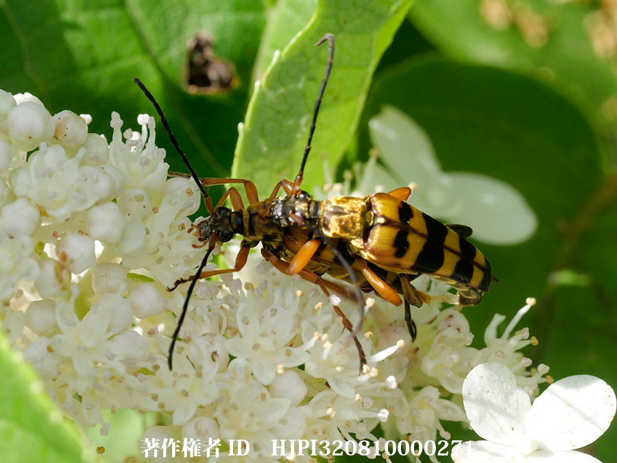 庭のヨツスジハナカミキリ