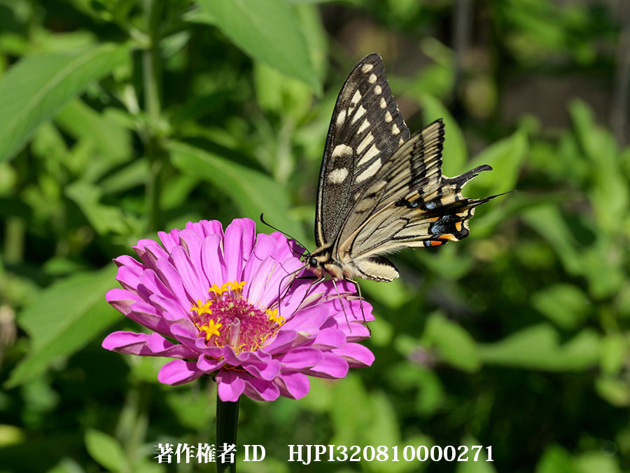 ヒャクニチソウにキアゲハ