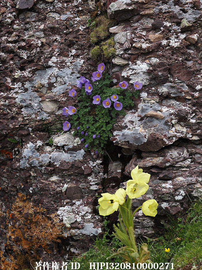 東チベットの高山のキンポウゲ