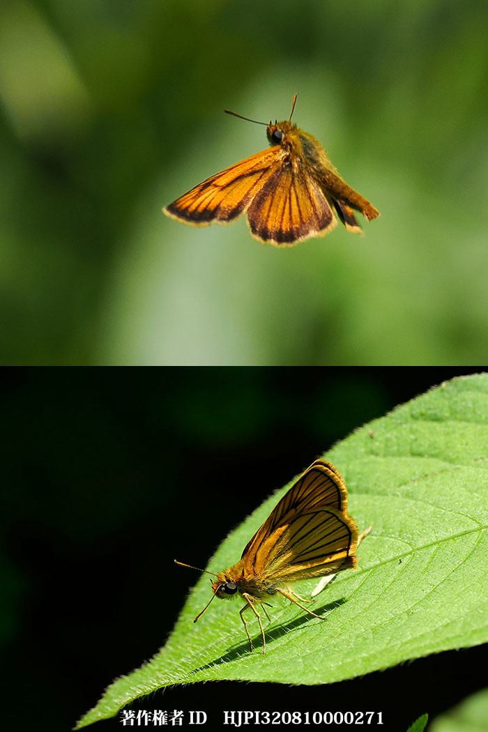 スジグロチャバネセセリ