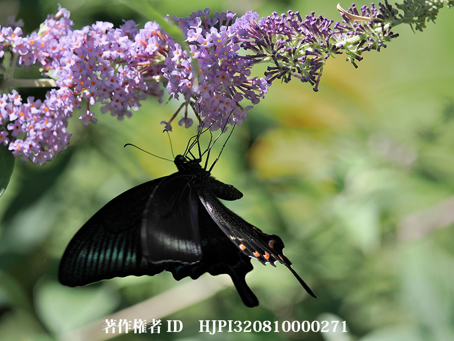 ブッドレアの花にミヤマカラスアゲハ