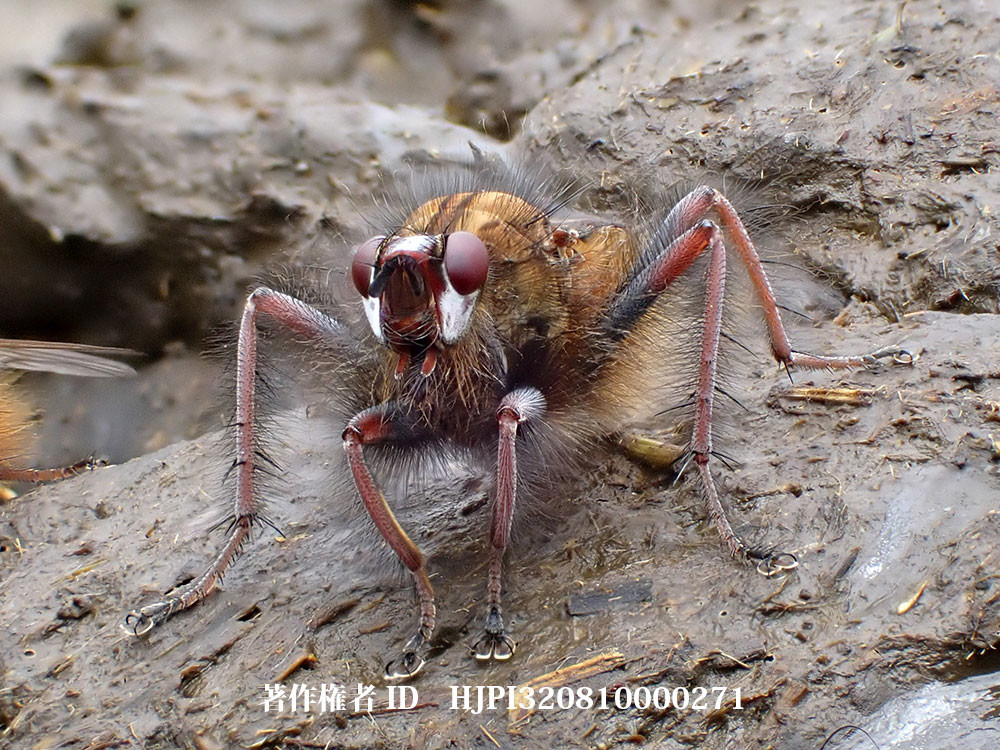 高地のハエは毛むくじゃら