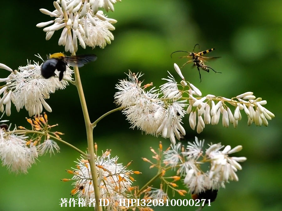 タケニグサの花は大賑わい