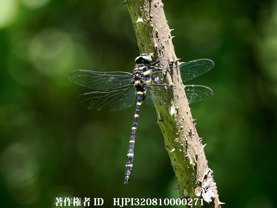 憎きオニヤンマ