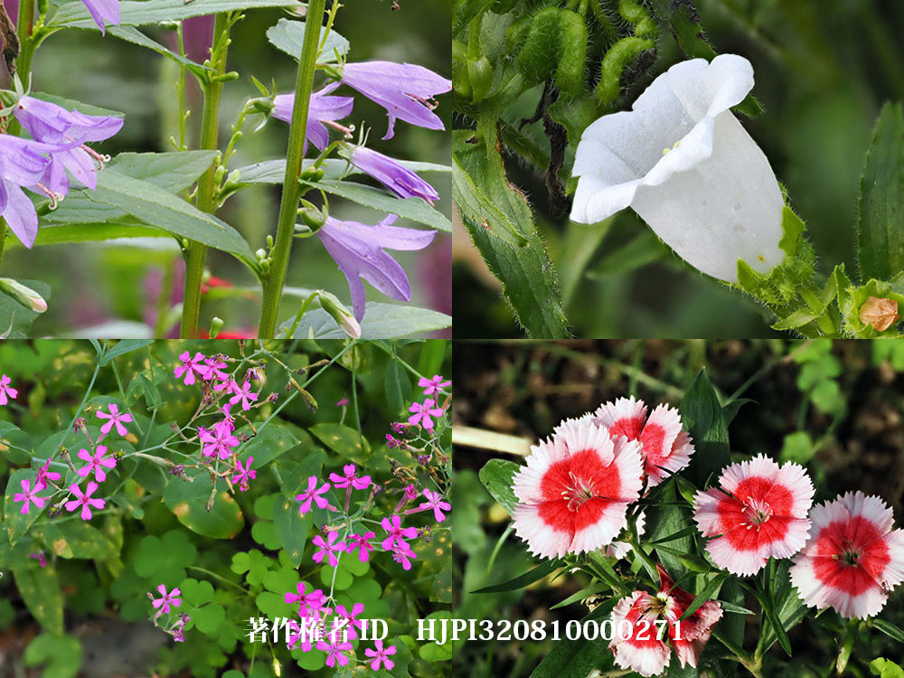 もう終わりかけの庭の花