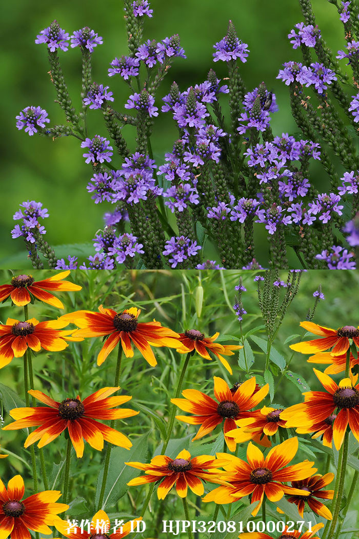 今、元気のいい宿根草（バーベナはスタータとルドベキア）