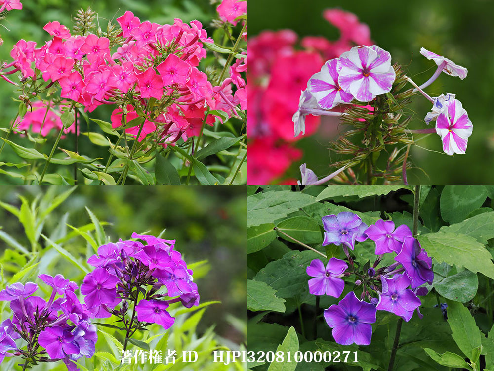 様々な色のフロックス