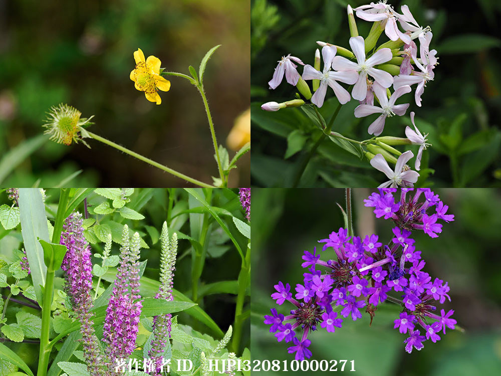 蝶の来ない庭の宿根草