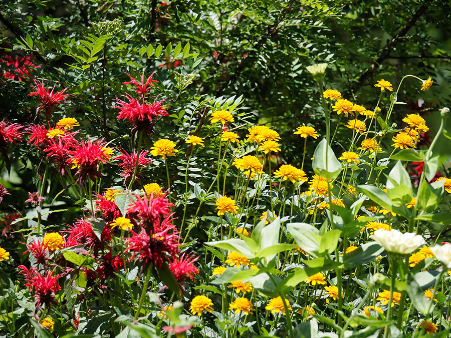 ヒメヒマワリと赤いモナルダ