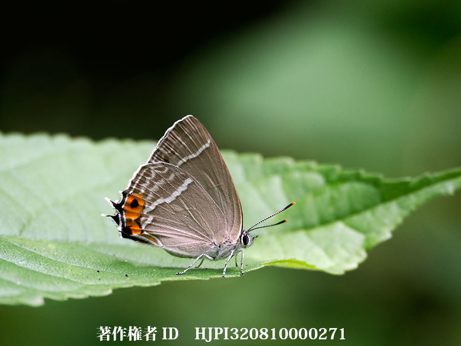 エゾミドリシジミのメスがいた