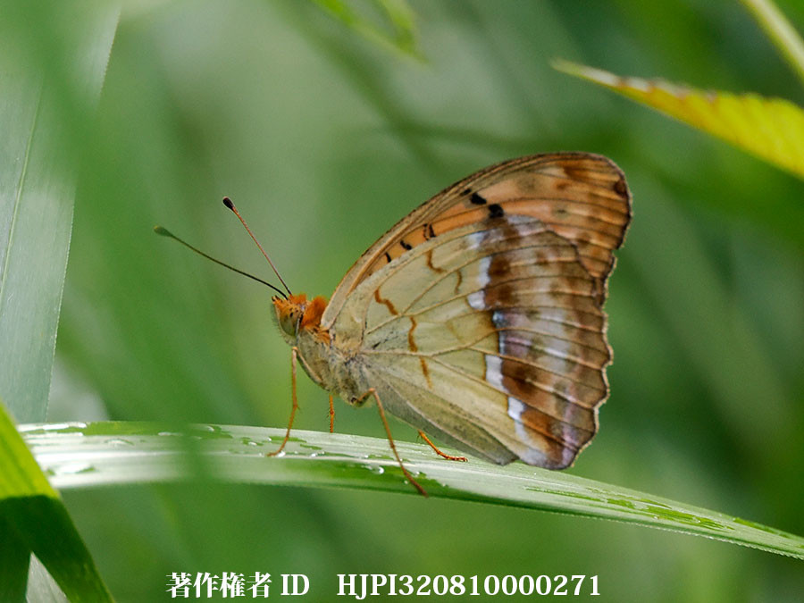 庭にウラギンスジヒョウモンが多い