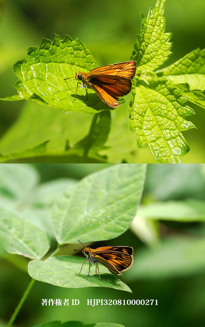 スジグロチャバネセセリのオスとメス