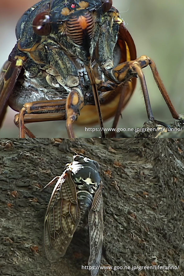 アブラゼミ鳴く