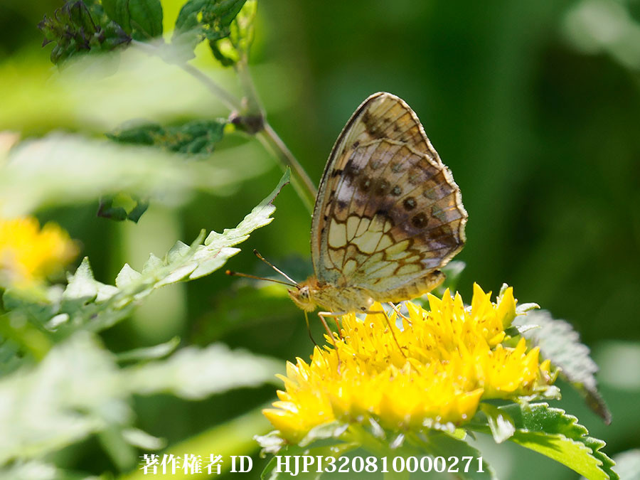コウゲンヒョウモン
