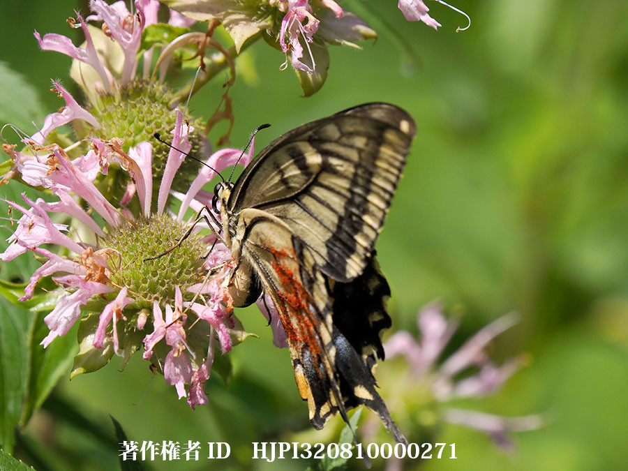 キアゲハのメスに産卵を促す物質がモナルダにある