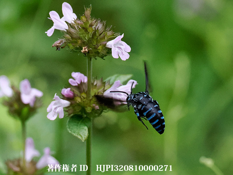 ルリモンハナバチが庭に現れる季節になった