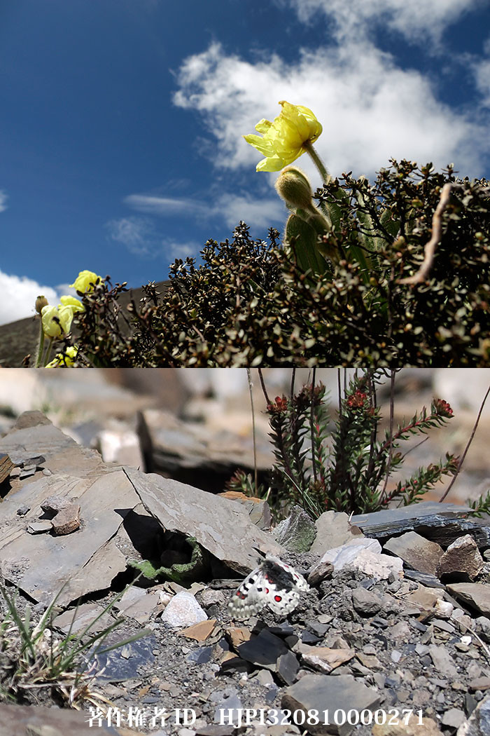 東チベット、雲南省撮影旅行5日目 郷城から飛来寺