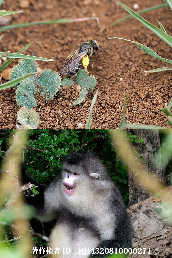 東チベット、雲南省撮影旅行9日目　塔城からシャングリラ