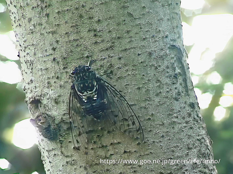 ミンミンゼミが鳴いている