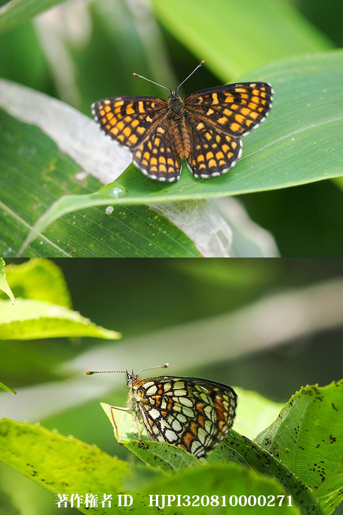 久しぶりのコヒョウモンモドキ