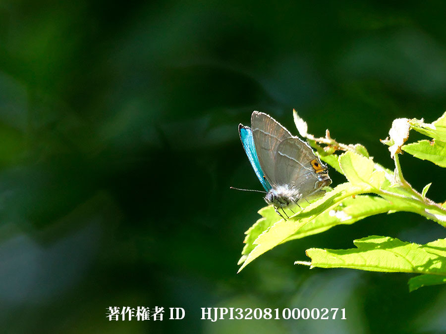 ジョウザンミドリシジミのテリトリー争い