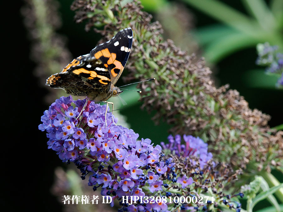 ブッドレアにアカタテハ