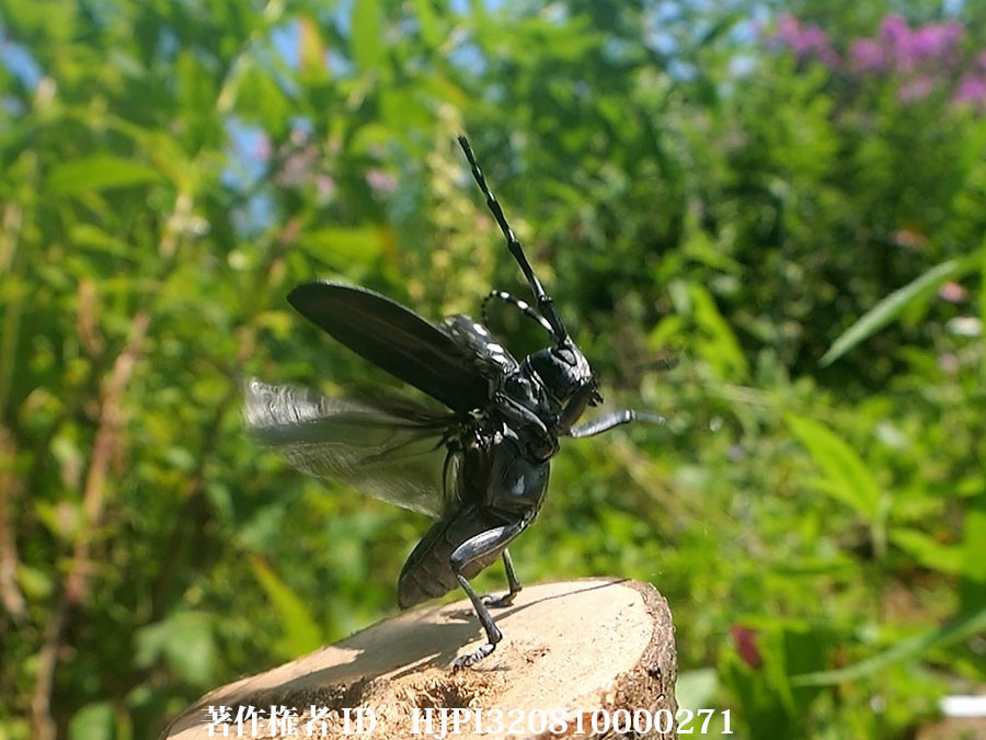 ゴマダラカミキリの飛翔