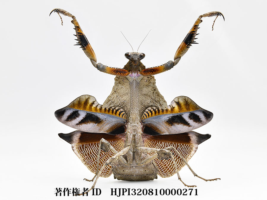 カレハカマキリの威嚇