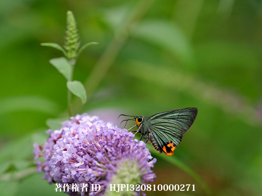 ブッドレアにアオバセセリ