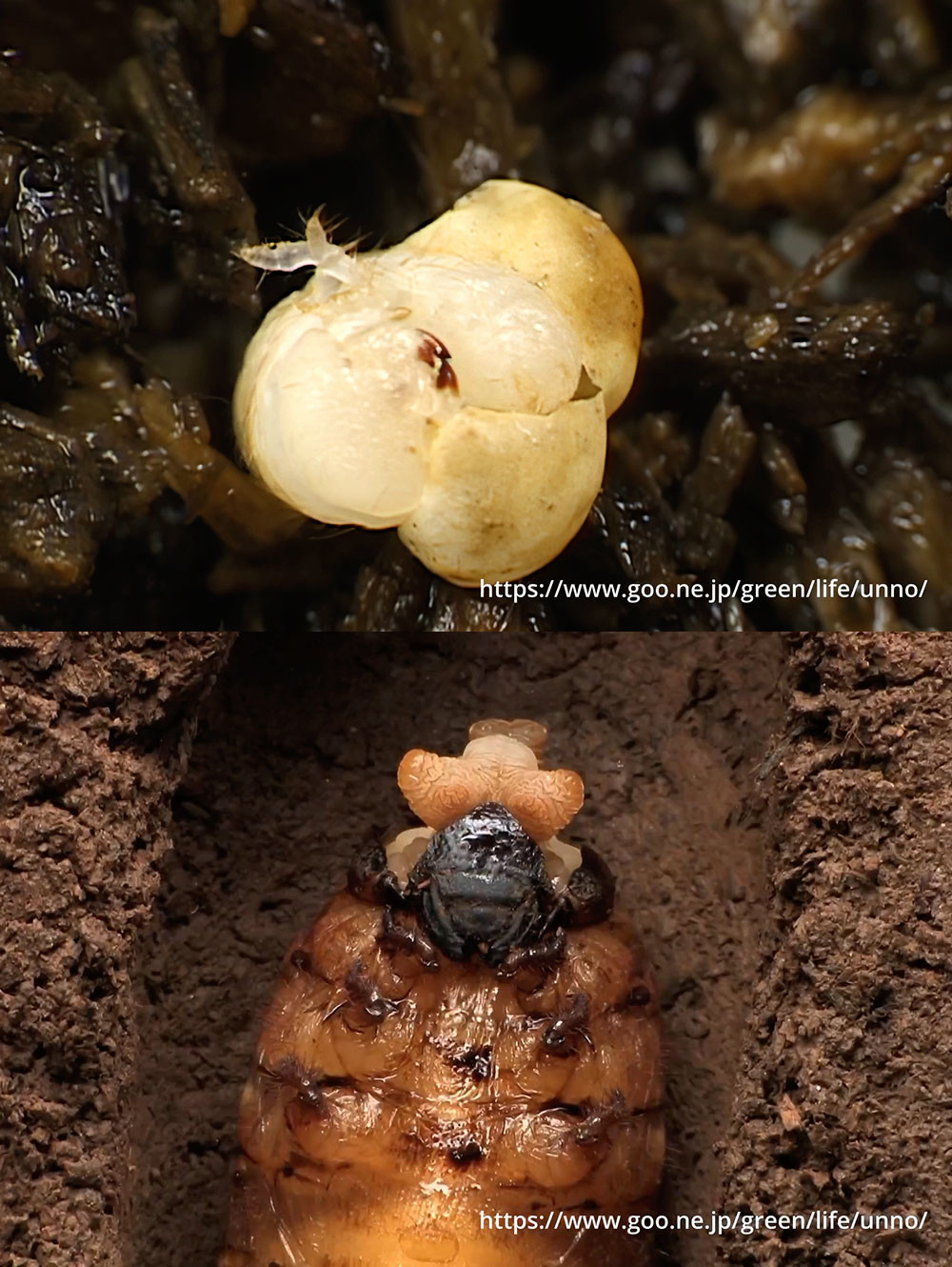 カブトムシの一生