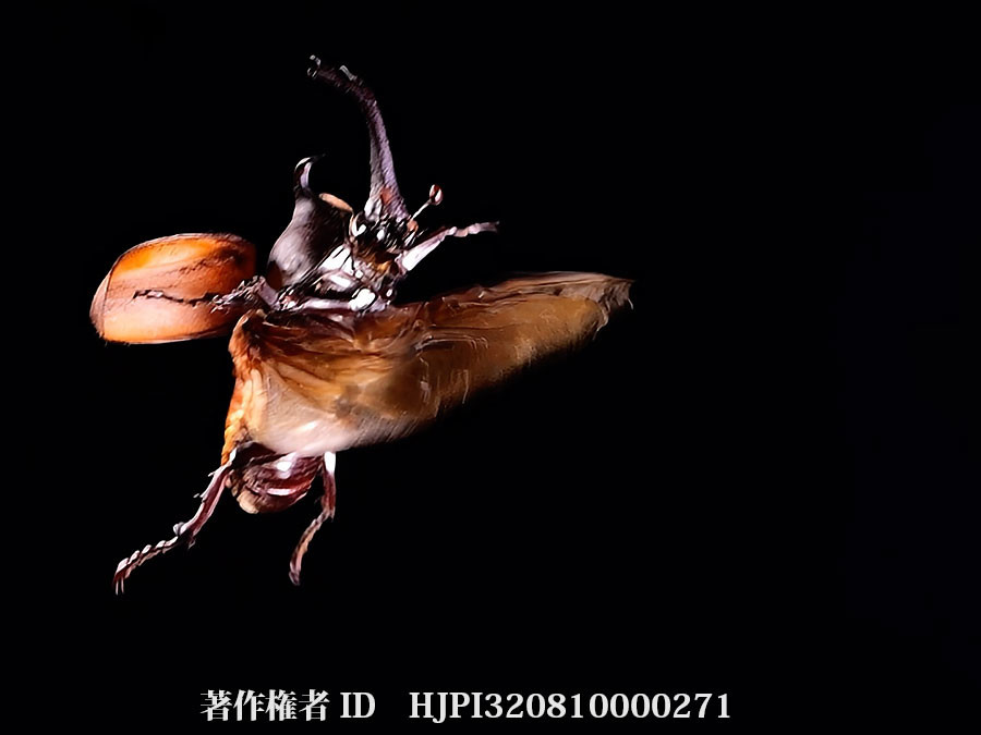 カブトムシの飛翔
