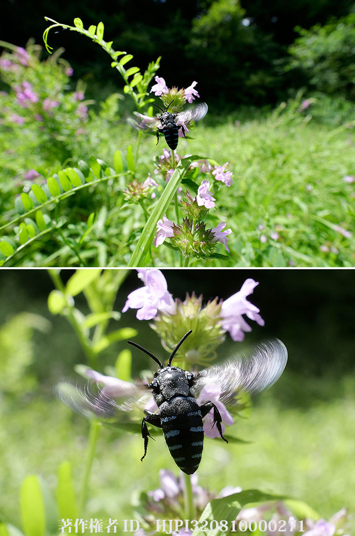 マイクロフォーサーズ用のLEICA DG SUMMILUX 9mm/F1.7