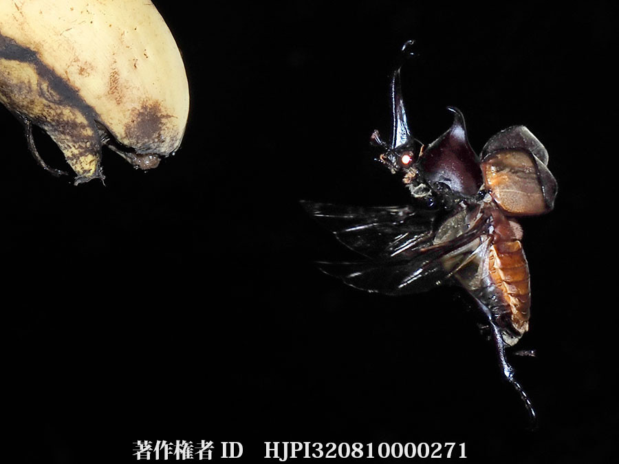 バナナに飛来したカブトムシ