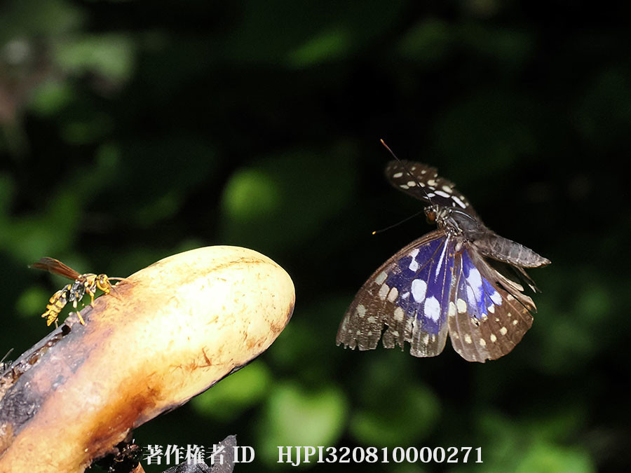 バナナに飛来したオオムラサキ