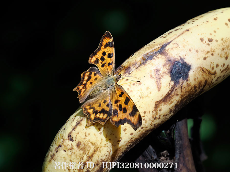 バナナにやってきたシータテハ