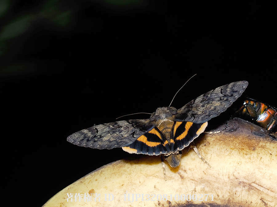 バナナにやってきたキシタバ