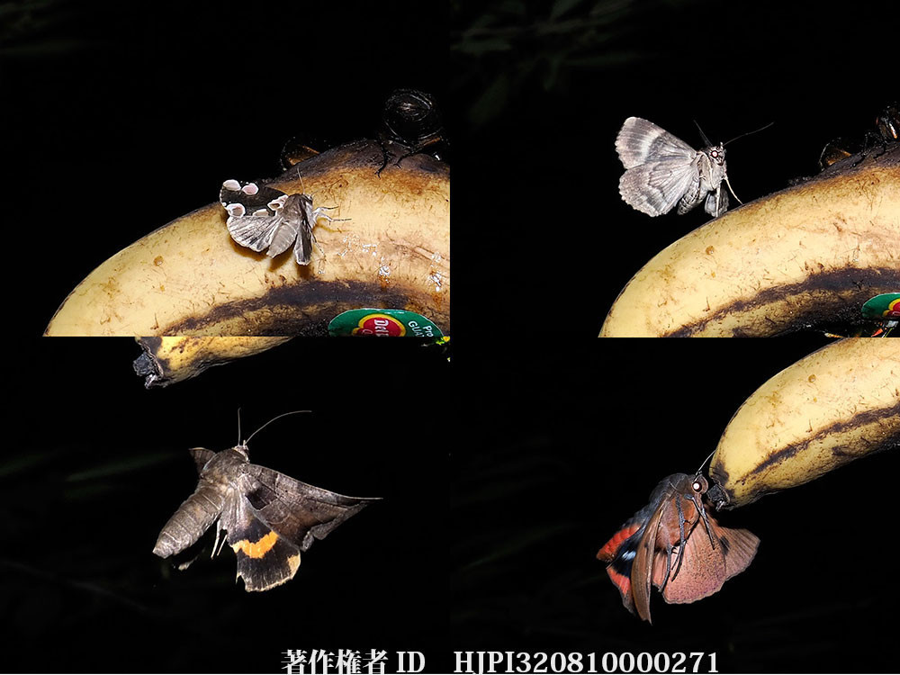 バナナにやって来た蛾