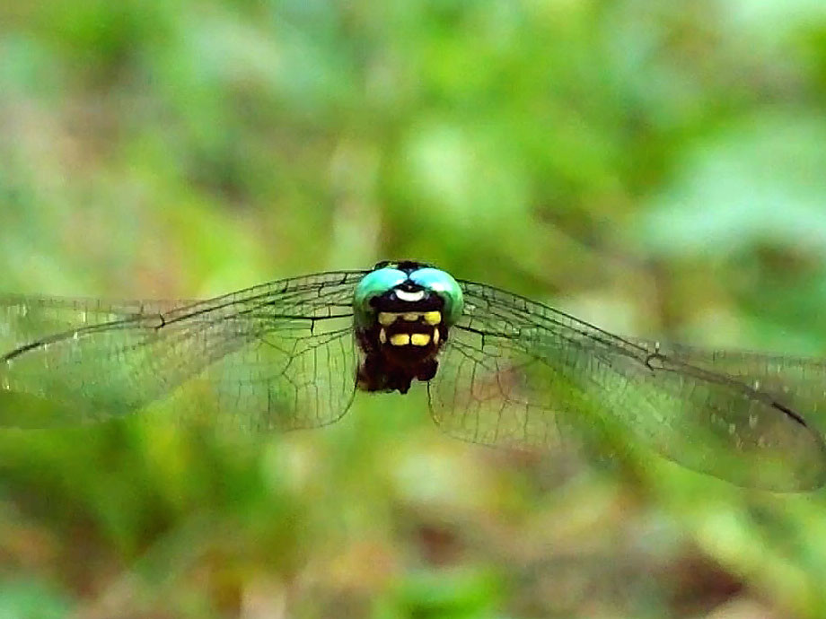 オニヤンマのホバリング
