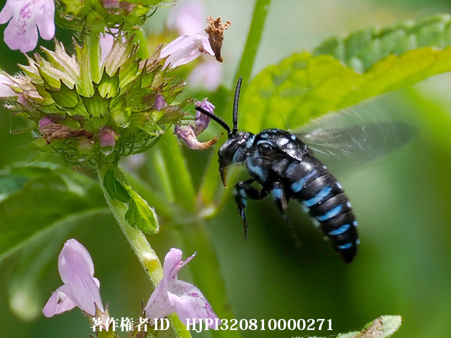 クルマバナに ルリモンハナバチ