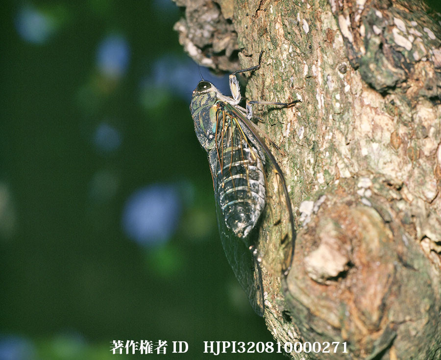 ツクツクボウシ